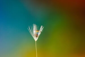 Goutte d'eau macro