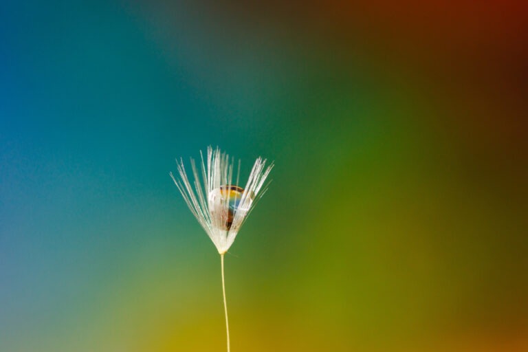 Goutte d'eau macro