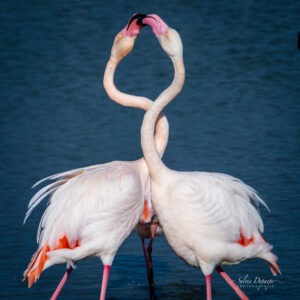 Flamants Pont de Gau